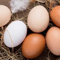 seguridad alimentaria